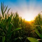 Corn Extending Gains Early on Thursday Corn Extending Gains Early on Thursday