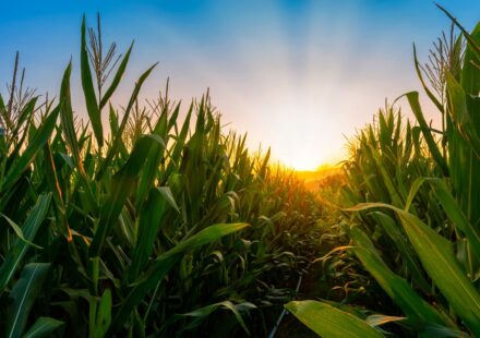 Corn Extending Gains Early on Thursday