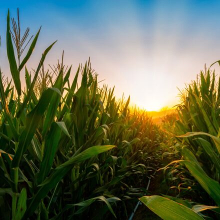 Corn Extending Gains Early on Thursday