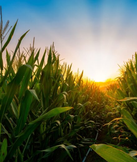 Corn Extending Gains Early on Thursday