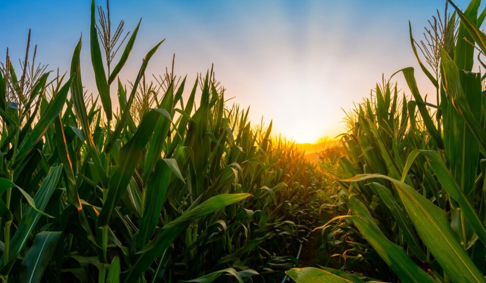 Corn Extending Gains Early on Thursday