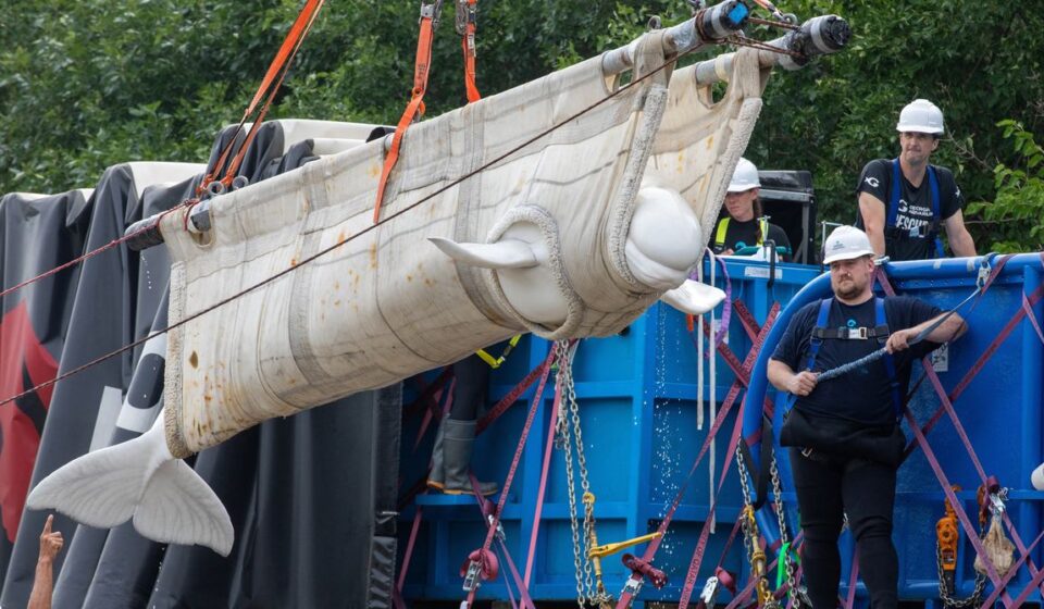 Inside the Wild Rescue Mission That Took 4 Beluga Whales to Chicago