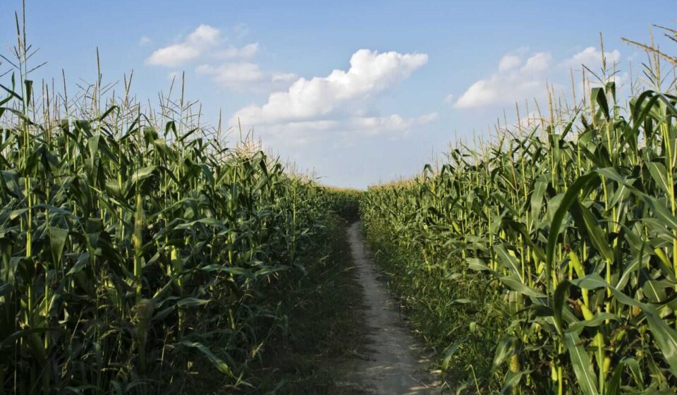 Corn Rallies into Friday’s Close Following Week of Weaker Tour Yields