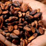 Cocoa Prices Tumble as Supplies Increase