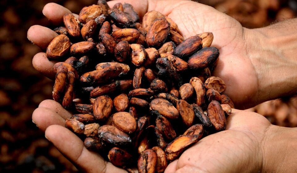 Cocoa Prices Tumble as Supplies Increase